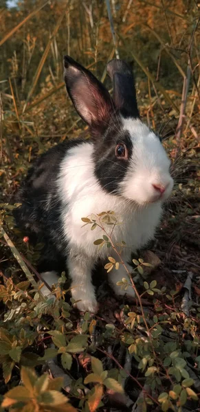 밖에는 토끼와 토끼가 있습니다 농장에서 토끼를 마무리하는 Rabbit 속하는 포유동물이다 — 스톡 사진