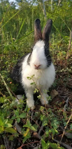 Schwarz Weißes Kaninchen Freien Nahaufnahme Kaninchen Der Landwirtschaft Bauernhof Kaninchen — Stockfoto