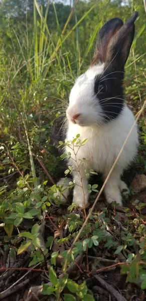 Niedliche Kaninchen Auf Dem Gras Garten — Stockfoto