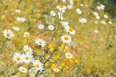 Tarlada yetişen güzel papatyalar güzel bir yaz manzarası yaratıyor.