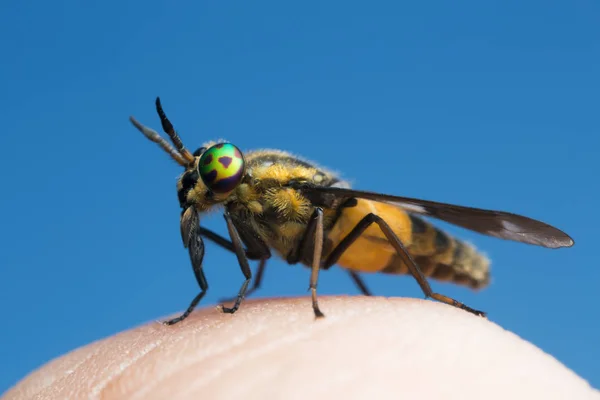 Mosca Brava Hematopota Pluvialis Sugando Sangue Close Extremo — Fotografia de Stock