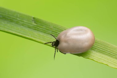 Castor fasülyesi kenesi, Ixodes ricinus, bu tür hastalıkların taşıyıcısı ve otların üzerinde kanla dolu borreliyozis.