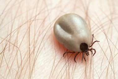 Castor fasulyesi kenesi, Ixodes ricinus, insan derisi üzerinde sürünen kan ve borrelioz gibi hastalıkların taşıyıcısı.