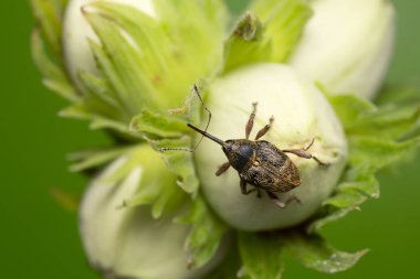 Nut weevil, Curculio nucum on hazelnut clipart