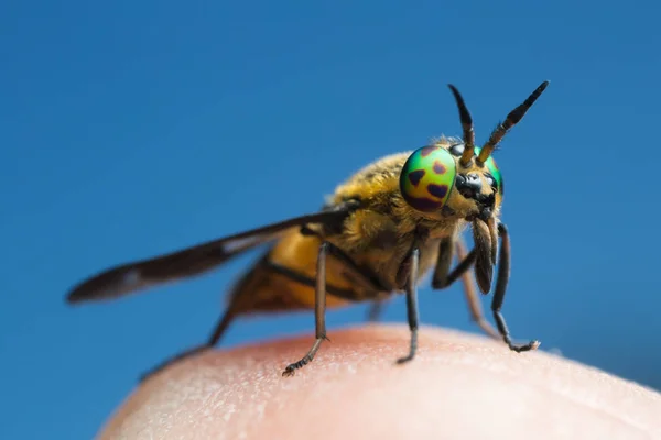 Běžný Kůň Hematopota Pluvialis Sání Krve Extrémní Detailní Záběr — Stock fotografie