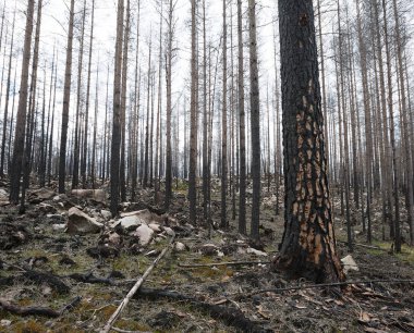 Kara ağaçkakan Dryocopus Martius 'un uzun boynuz böcek larvalarını aramasından sonra yanmış çam ağacında hasar.