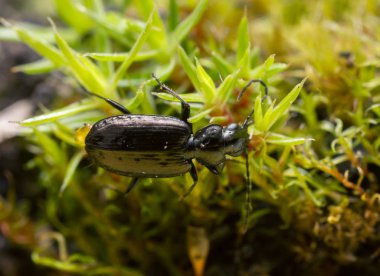 Yer böceği, Sericoda yosunlu dörtlüsü, bu böcek orman yangınlarından faydalanıyor.