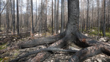 İsveç 'teki bir çift orman yangınından sonra yanmış kozalaklı ağaç, bu tür bir çevre birçok böcek için önemlidir.
