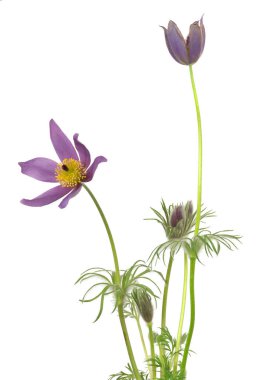 Çiçek açan Pulsatilla vulgaris beyaz arka planda izole edilmiş.