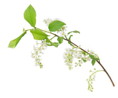 Blooming bird cherry isolated on white background clipart