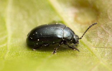 Yaprak üstünde yaprak böceği, makro fotoğraf.