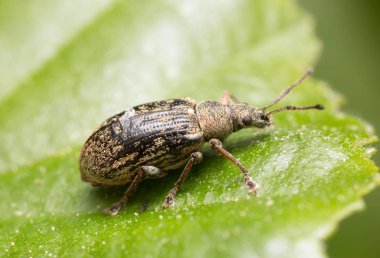 Huş yaprağındaki bir buğday bitinin yakın çekimi