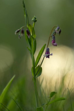 Çiçek açan bezelye, Lathyrus linifolius 