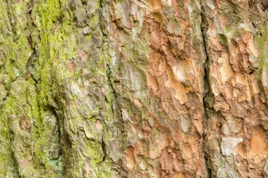 Karaçam ağacının kabuğu