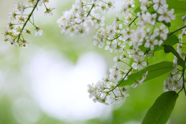 Çiçekli kuş kirazı, Prunus padus