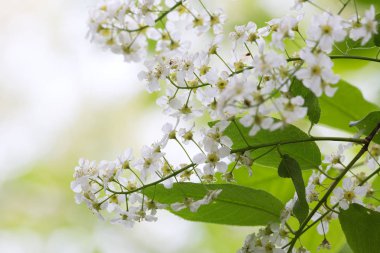 Çiçekli kuş kirazı, Prunus padus
