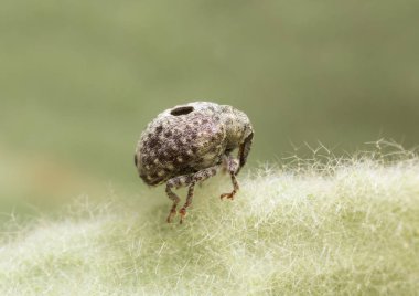 Cionus buğday biti ortak mullein yaprağı üzerinde