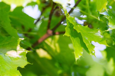 Norveç akçaağaç yaprakları, Acer plantanoidleri