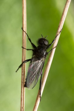 Siyah bir sineğin makro fotoğrafı 