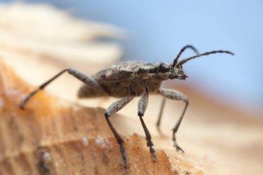 Tırtıklı çam sıkacağı, Rhagium tahtadan sorumlu.