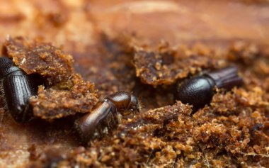 Ağaç kabuğu böcekleri, ağaçta Scolytinae, yüksek büyüteçle çok yakın çekim.