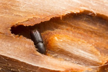 Bark beetle in wood, closeup photo clipart