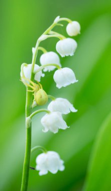 Goldenrod crab spider, Misumena vatia on lily of the valley, Convallaria majalis