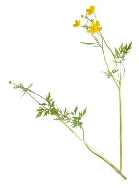 Creeping buttercup, Ranunculus repens isolated on white background