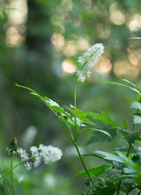 Blooming baneberry, Actaea spicata, feflections in the background clipart