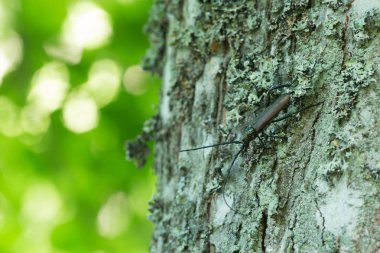 Dişi misk böceği, Aromia Moschata tahtaya yumurta bırakıyor.