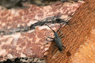 Pine Sawyer, çam ağacındaki Monochamus ustası.