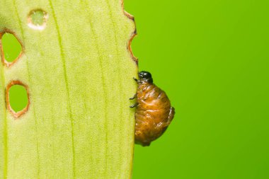 Kızıl zambak böcek larvası, liyoseris zambağı zambak yaprağıyla beslenen dışkıyla kaplı. 