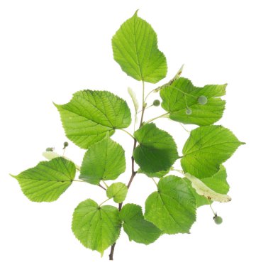 Linden dalı beyaz arkaplanda izole.