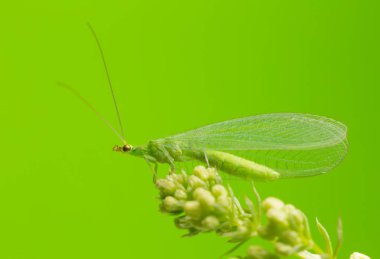 Yeşil dantelli makro fotoğraf 