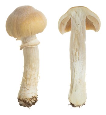 Çingene mantarı, beyaz arka planda izole edilmiş Cortinarius caperatus. 