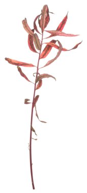 Overblown fireweed, Chamerion angustifolium isolated on white background clipart
