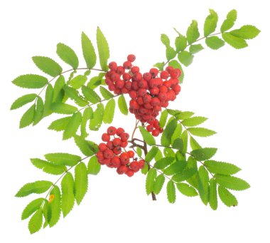 Rowan, Sorbus aucuparia dalı ve beyaz arka planda izole edilmiş dutlar.