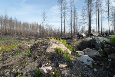 İsveç 'teki bir orman yangınından sonra, kayalar ve yanmış çam ağaçları ile manzara hem duruyor hem de kesiliyor
