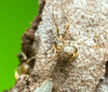 Korsan örümceğin Macro fotoğrafı, Ero tahtada.