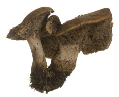 Kirpi mantarları beyaz arkaplanda izole.