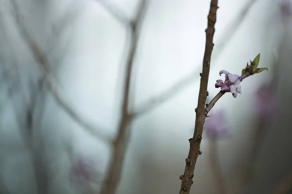 Closeup Blooming Daphne Mezereum — Stock Photo, Image