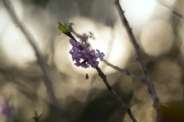 Fechar Florescer Daphne Mezereum — Fotografia de Stock