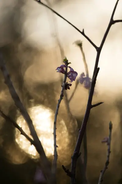 Blooming Daphne Mezereum Early Morning — Stock Photo, Image