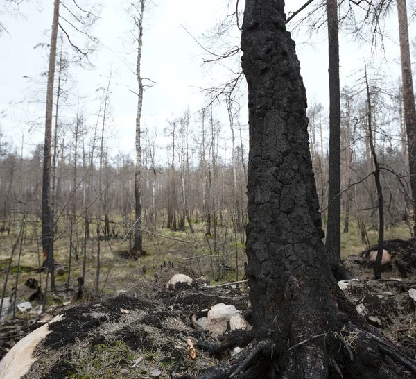 Abedul Verrugoso Quemado Betula Pendula Después Gran Incendio Forestal Suecia —  Fotos de Stock