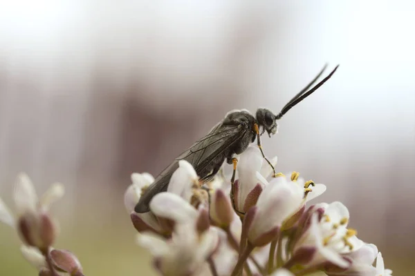 Sawfly Alpine Pennycress — 스톡 사진