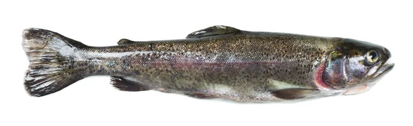 Küçük taze gökkuşağı alabalığı, Oncorhynchus öpücüğüm beyaz arka planda izole edilmiş.