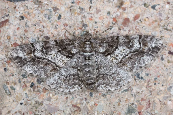 Nahaufnahme Eines Beringten Teppichs Cleora Cinctaria Auf Felsen — Stockfoto