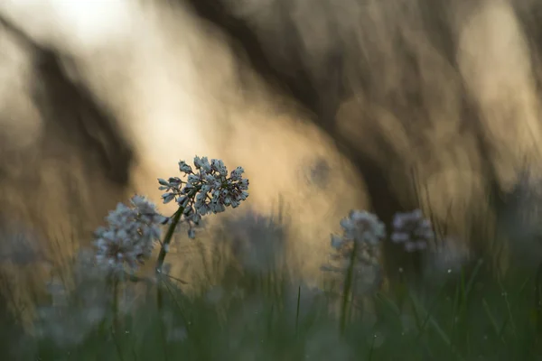 Alpine Penny Cress Thlaspi Caerulescens Photographed Early Morning — Stock Photo, Image