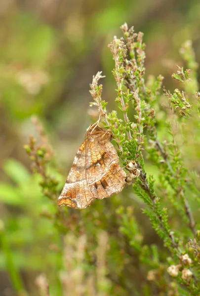 Motte Ruht Auf Heidekrautpflanze — Stockfoto