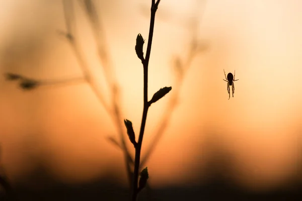 Buntes Foto Einer Spinne Sonnenuntergang — Stockfoto